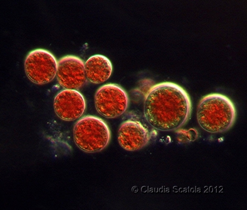 Ancora ematococco